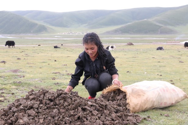 Mädchen mit Yak-Dung in Osttibet