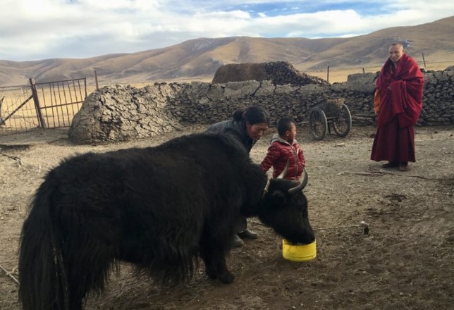 Yak-Herde in Qinghai